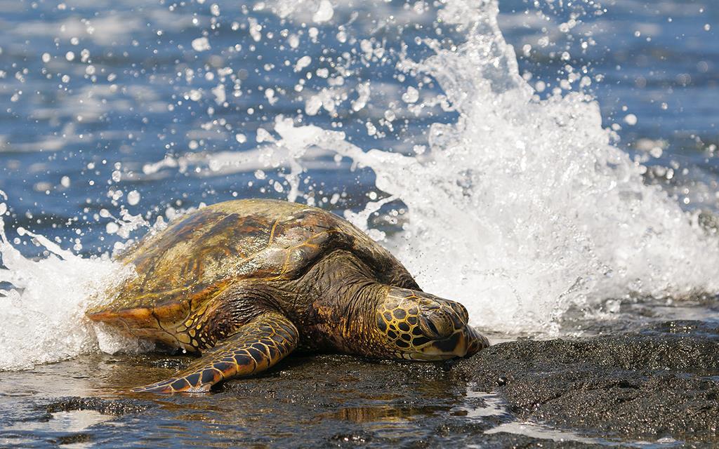 Turtle (BigIsland2013)-01