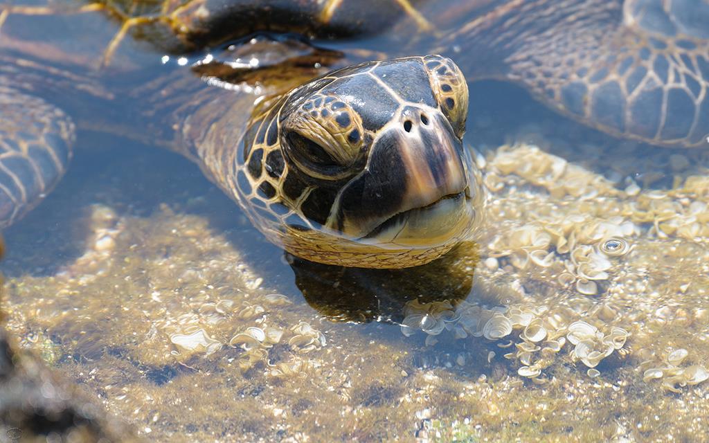 Turtle (BigIsland2013)-03