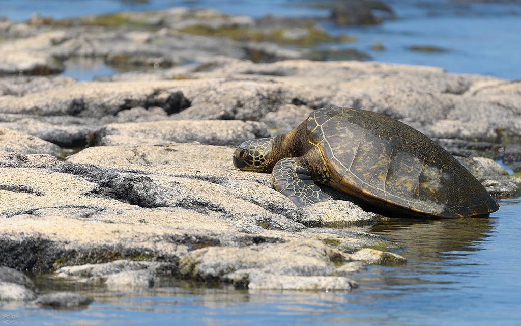 Turtle (BigIsland2013)-04