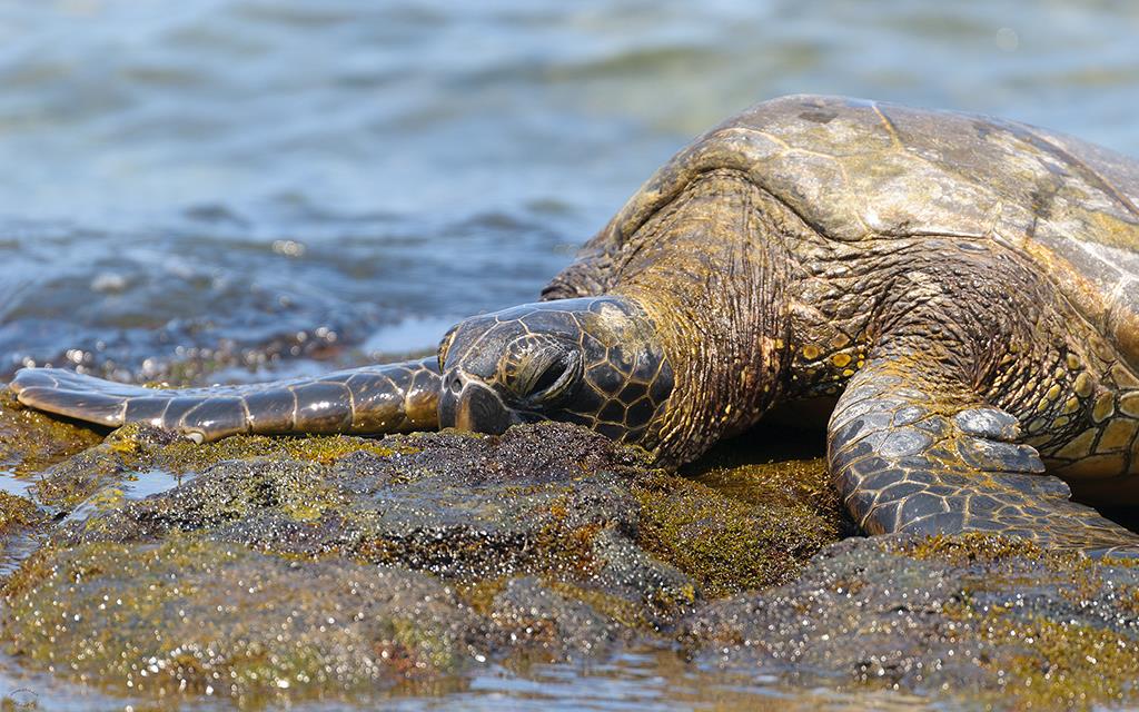 Turtle (BigIsland2013)-05