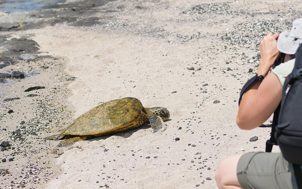 Turtle (BigIsland2013)-06