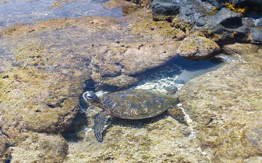 Turtle (BigIsland2013)-09