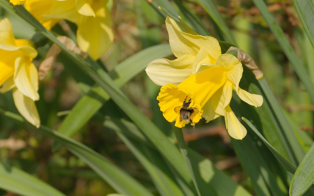 Bee (UK2014)