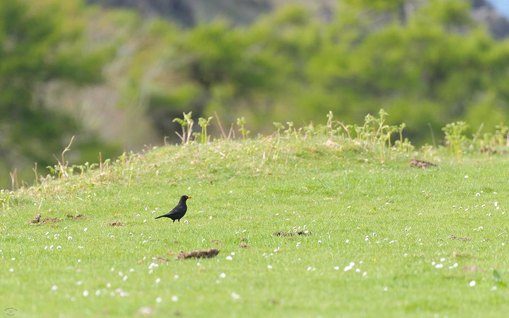Bird - Blackbird (UK2014)