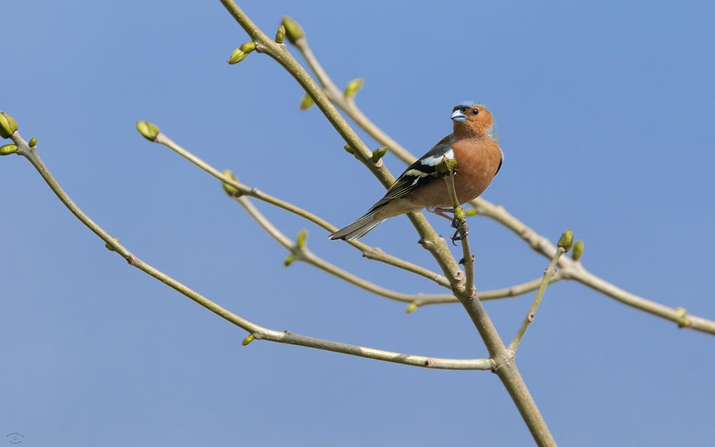Bird - Chaffinch (UK2014)-02