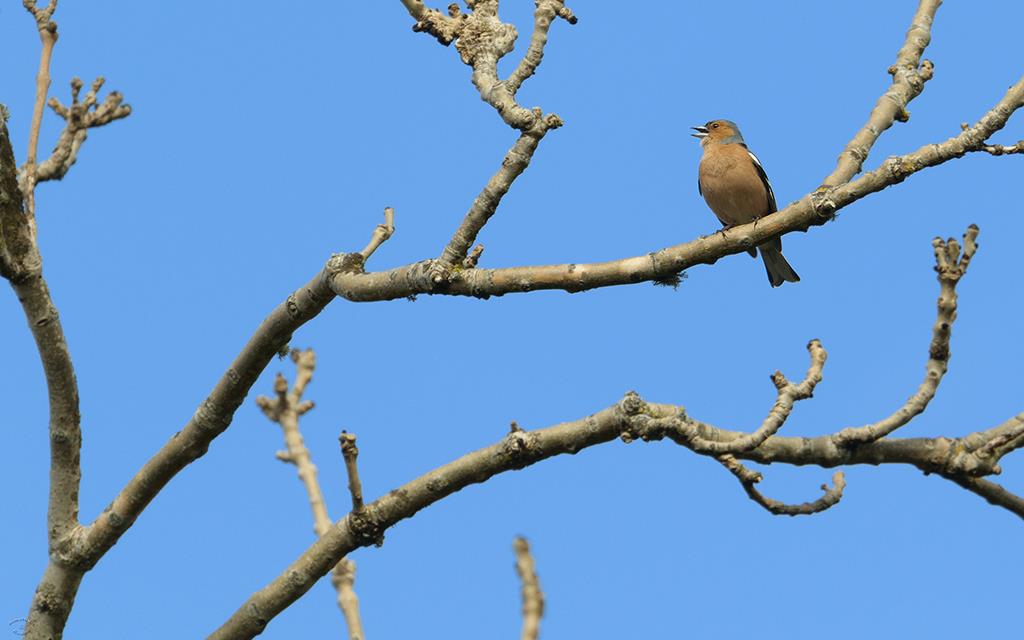 Bird - Chaffinch (UK2014)-03