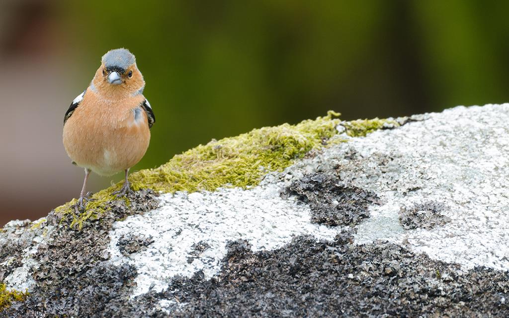 Bird - Chaffinch (UK2014)-04