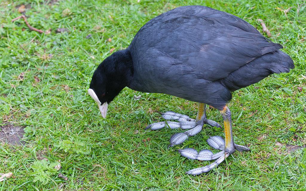 Bird - Coot (UK2014)