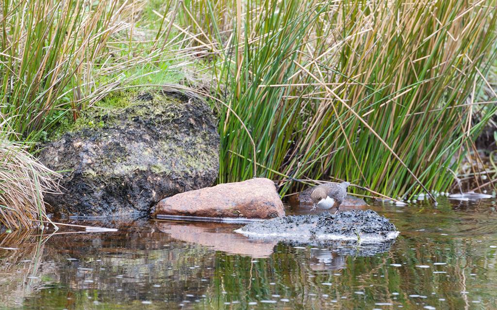 Bird - Dipper (UK2014)