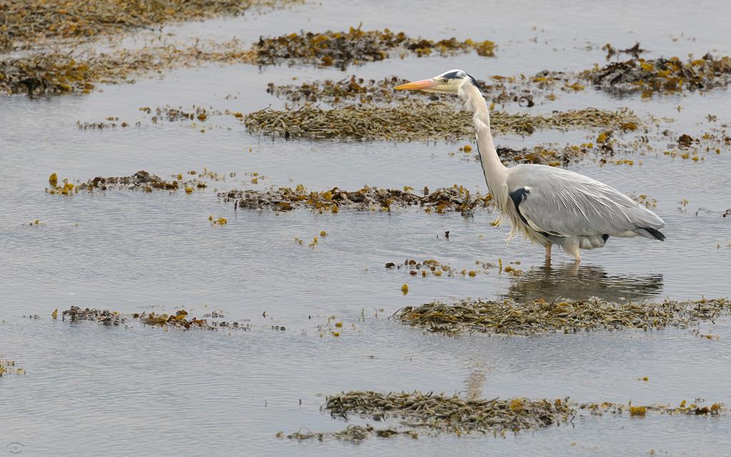 Bird - Gray Heron (UK2014)