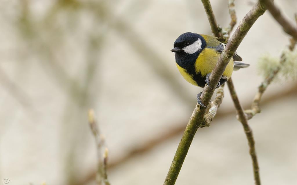 Bird - Great Tit (UK2014)-01