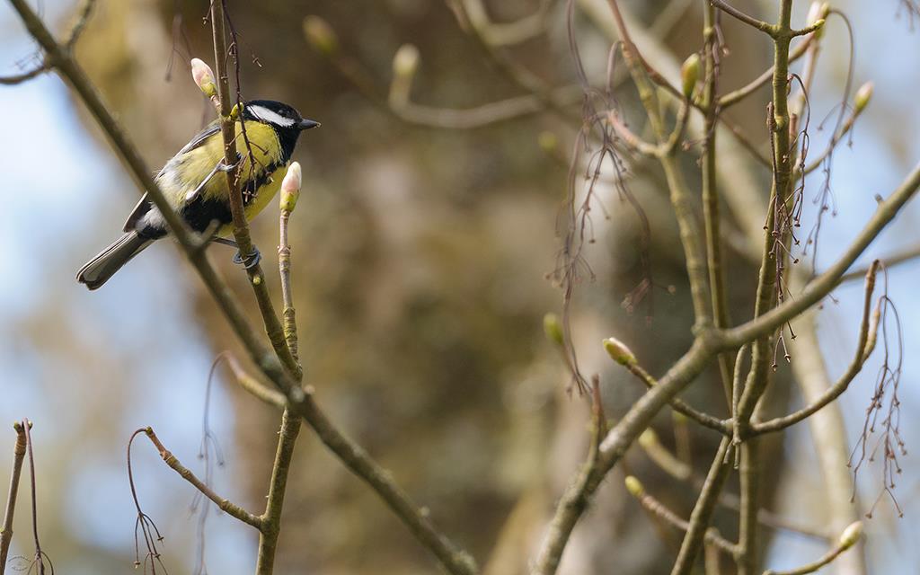 Bird - Great Tit (UK2014)-02
