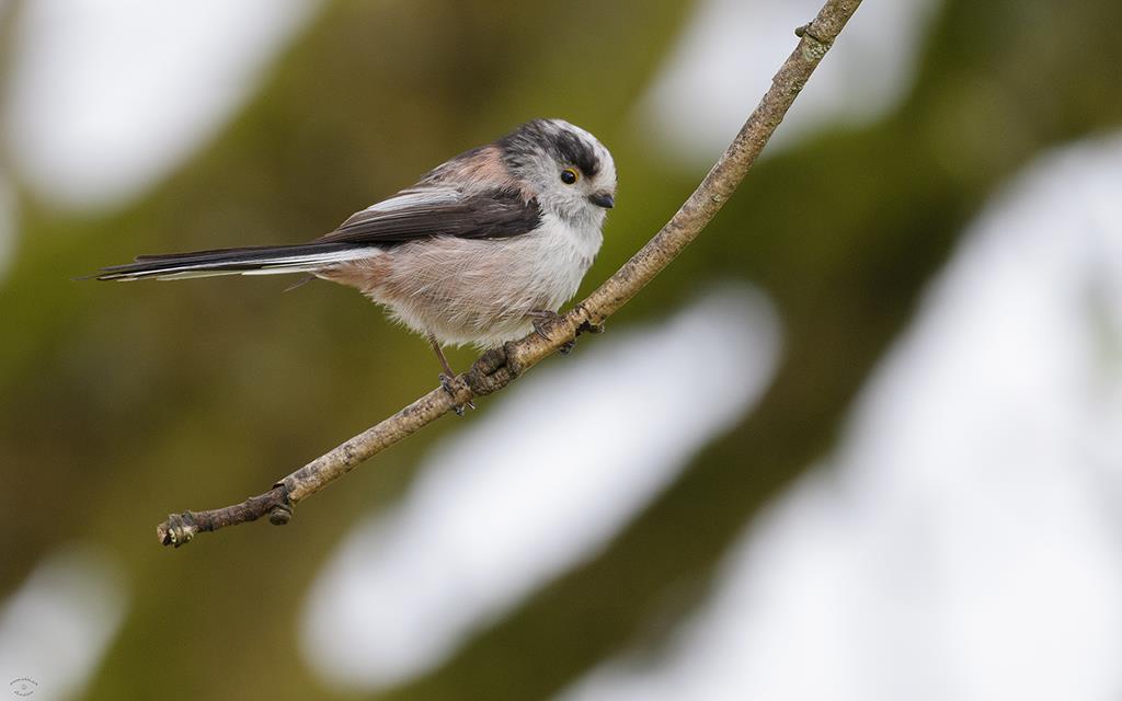 Bird - Long-tailed Tit (UK2014)