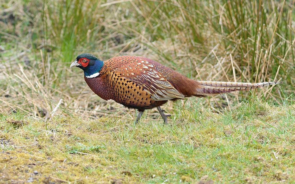 Bird - Pheasant (UK2014)-01