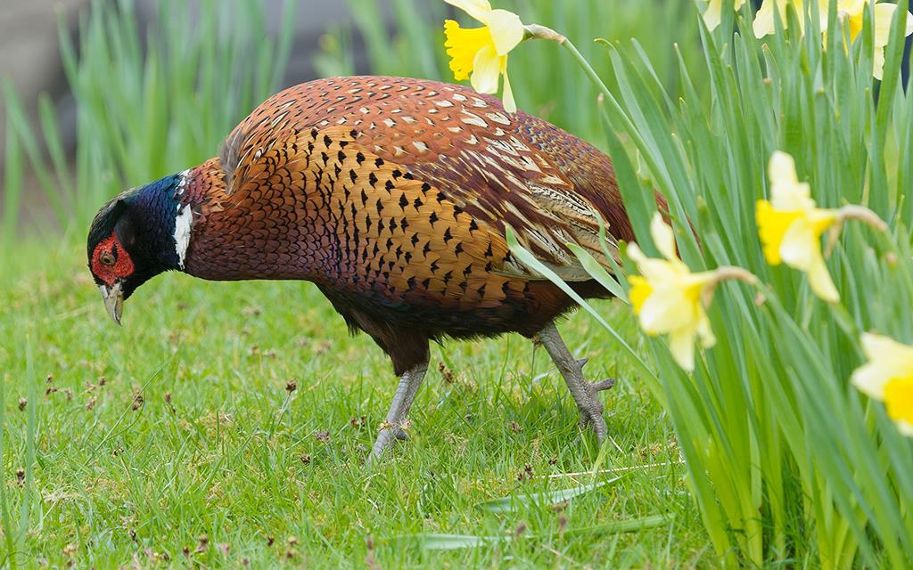 Bird - Pheasant (UK2014)-03