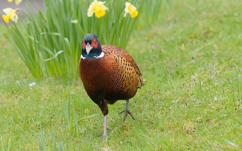 Bird - Pheasant (UK2014)-04