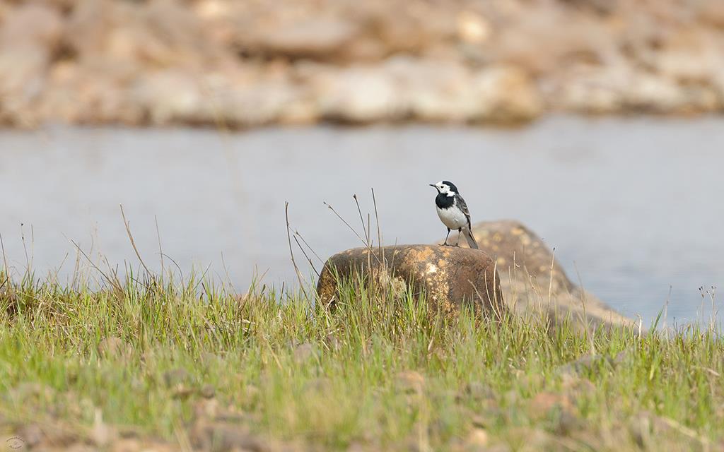Bird - Pied Wagtail (UK2014)