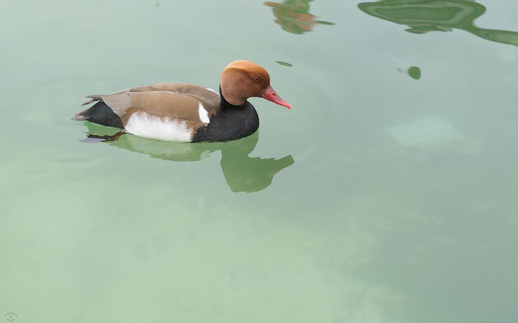 Bird - Red Crested Pochard(UK2014)