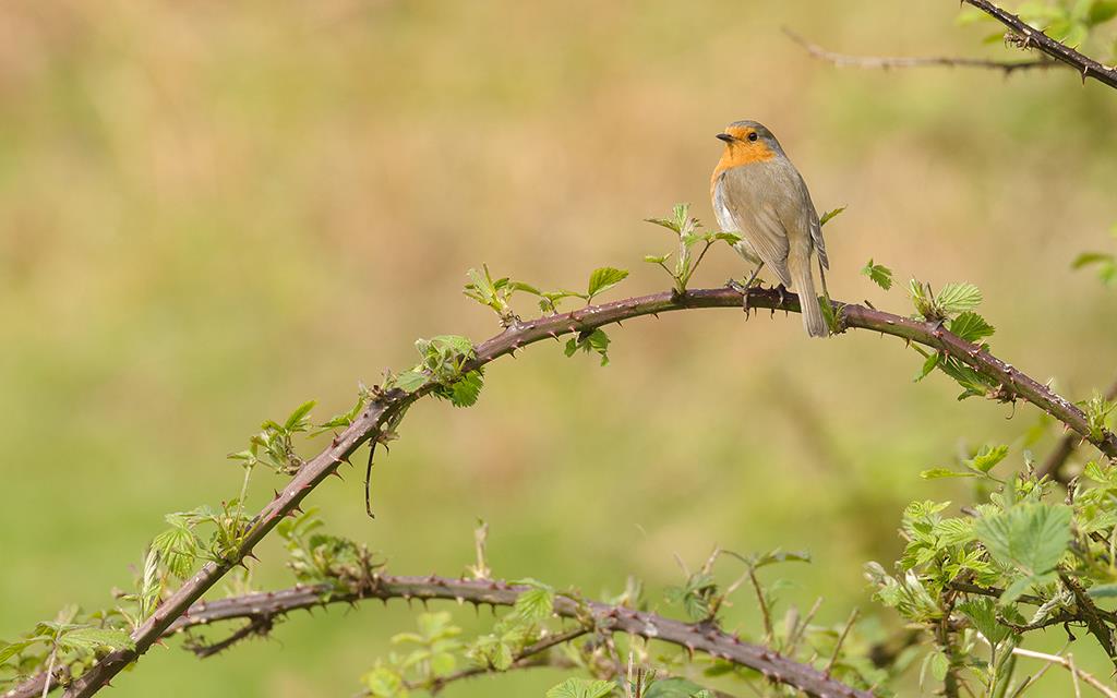 Bird - Robin (UK2014)-01