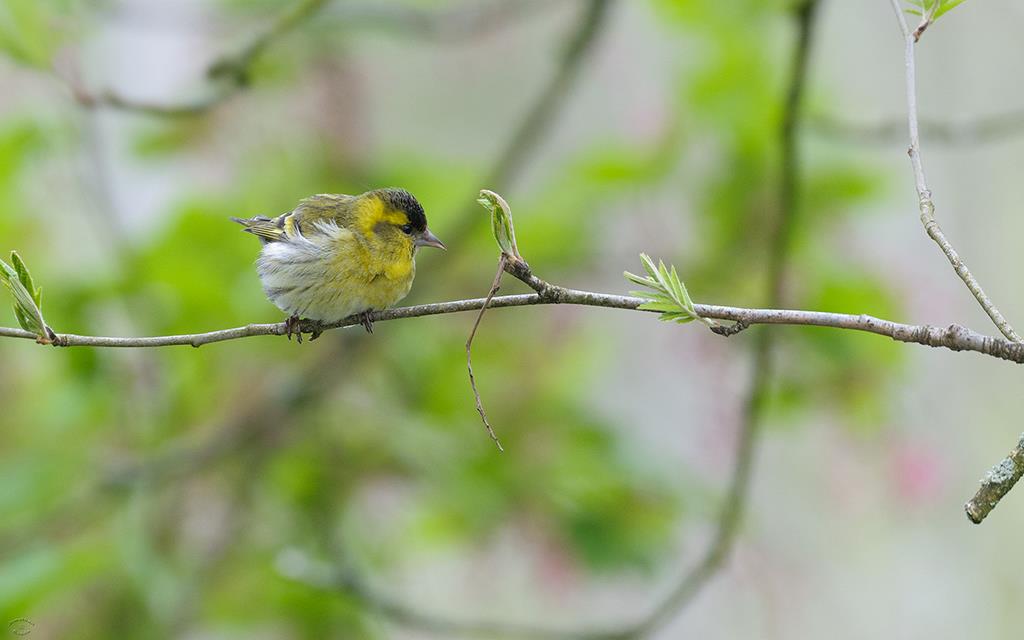 Bird - Siskin (UK2014)-01