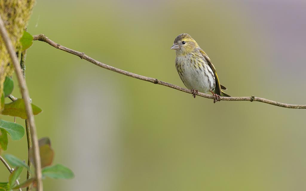 Bird - Siskin (UK2014)-02