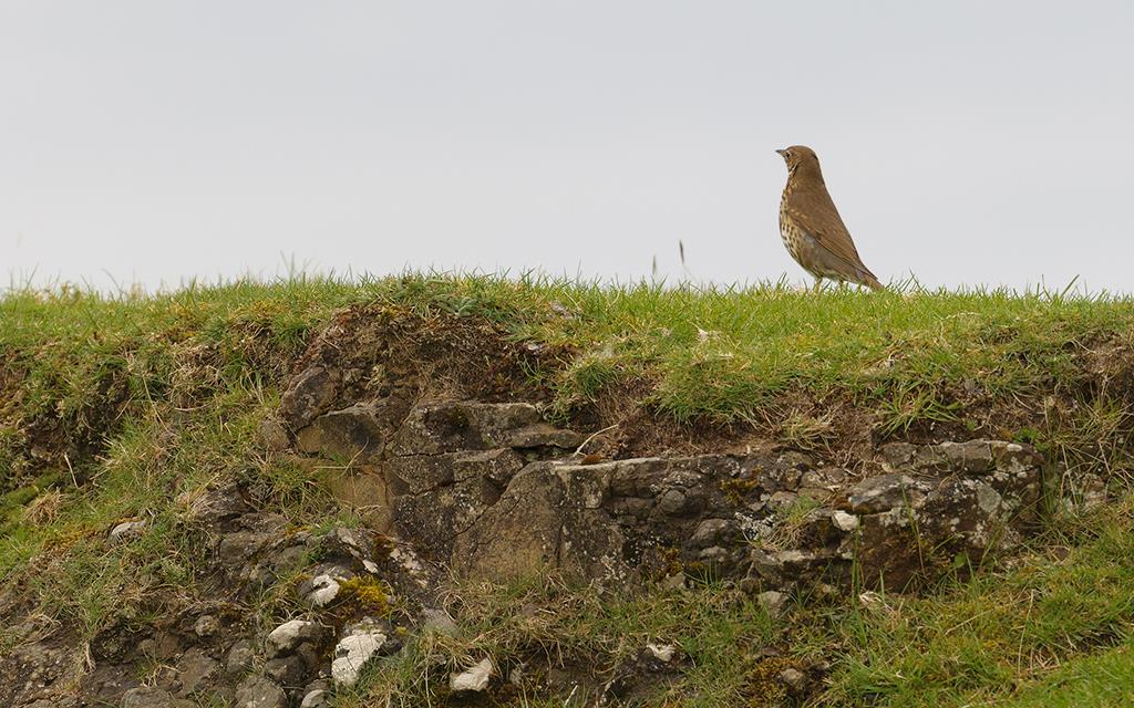 Bird - Song Thrush (UK2014)-01