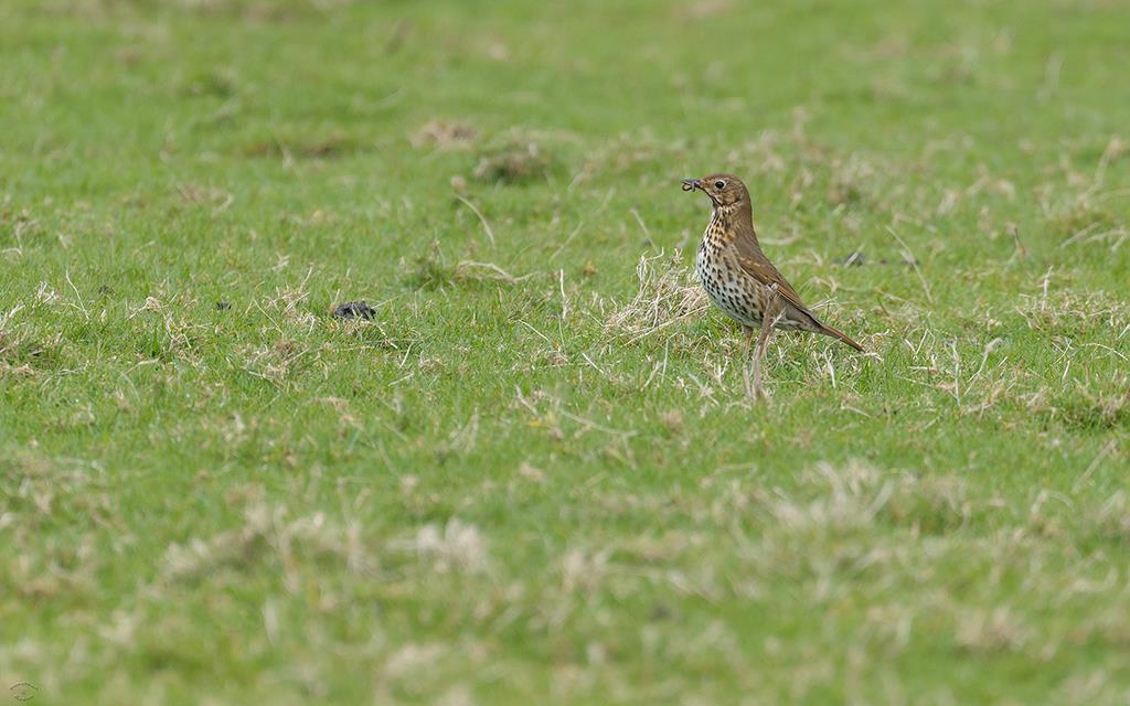 Bird - Song Thrush (UK2014)-02