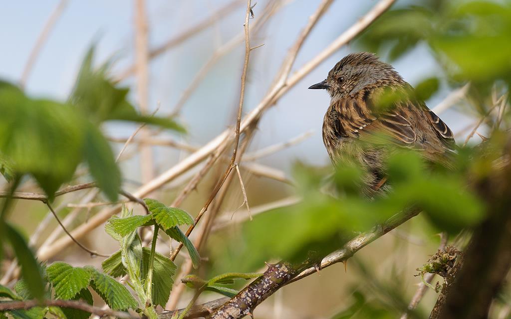 Bird - Sparrow (UK2014)
