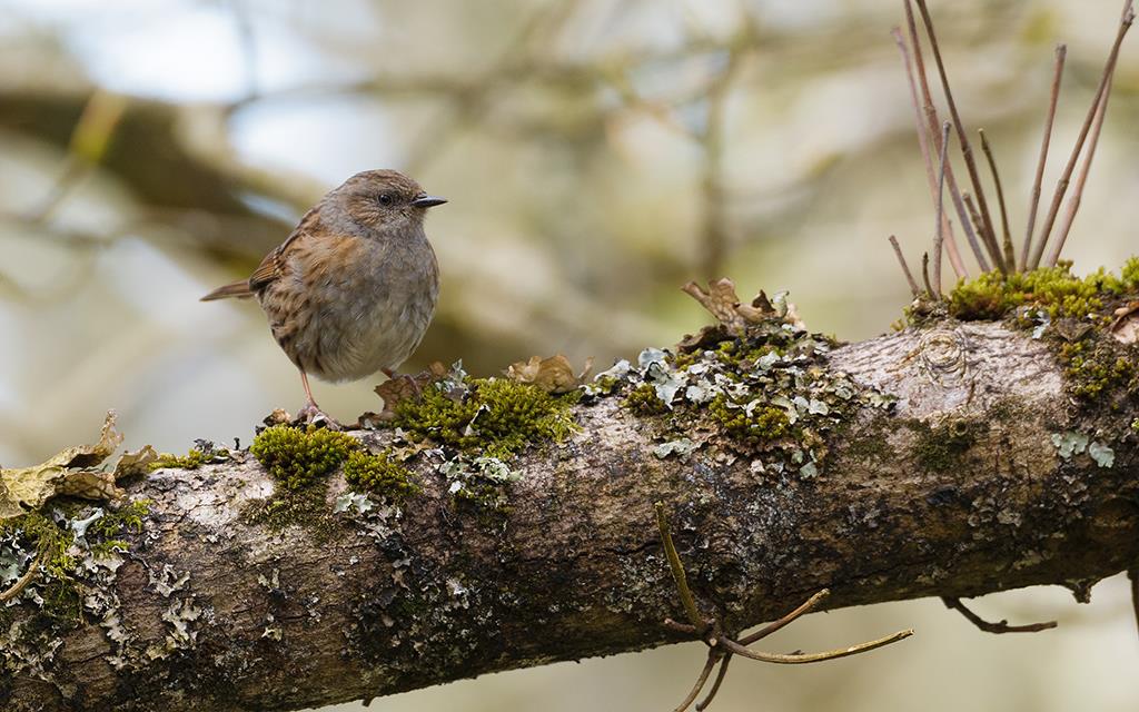 Bird - Wren (UK2014)