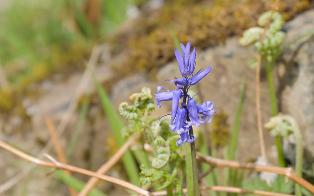 Bluebells (UK2014)-01