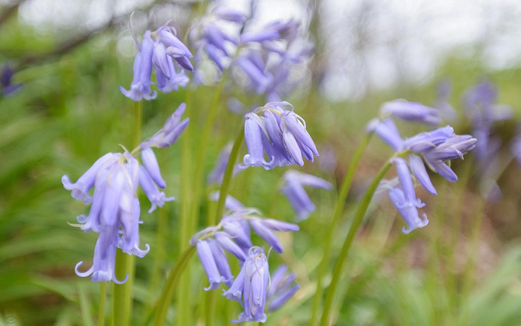 Bluebells (UK2014)-02