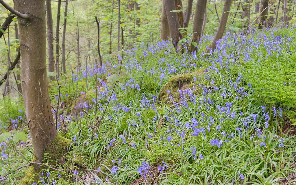 Bluebells (UK2014)-03