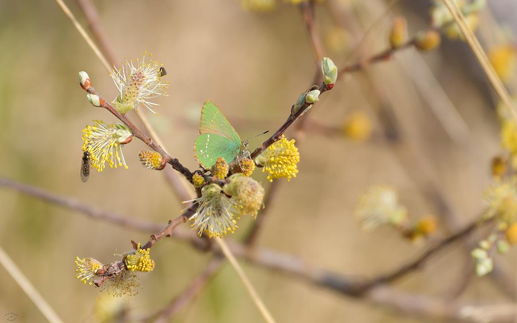 Butterfly - Green Hairstreak (UK2014)
