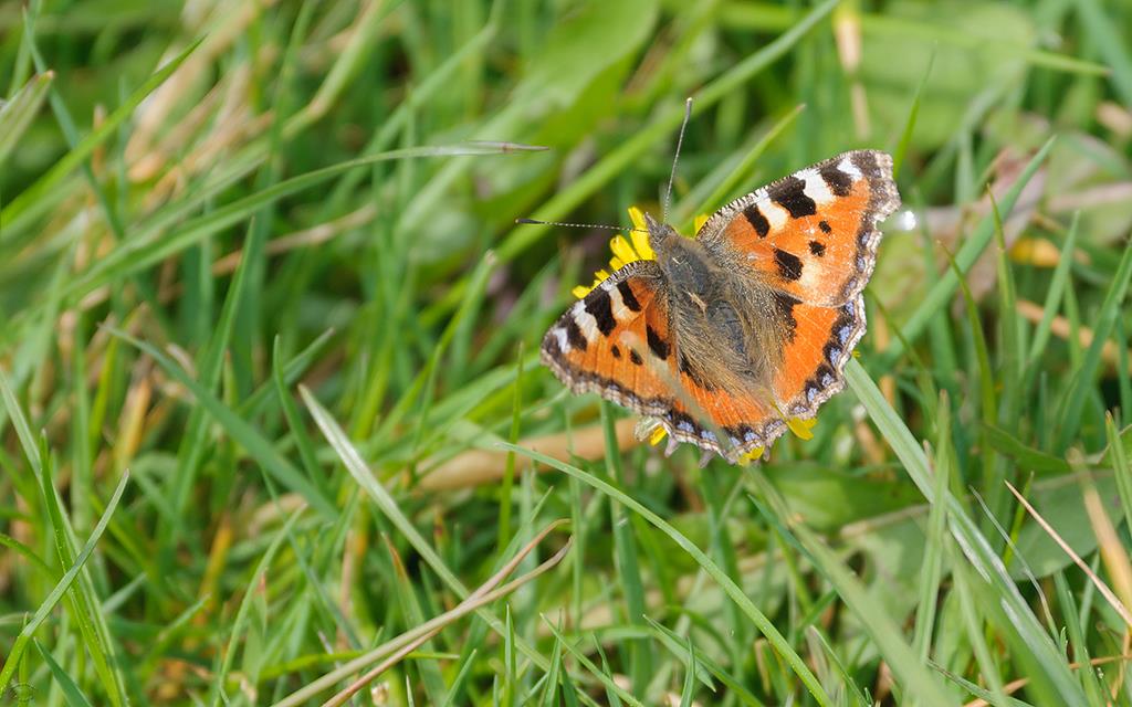 Butterfly - Small Tortoiseshell (UK2014)