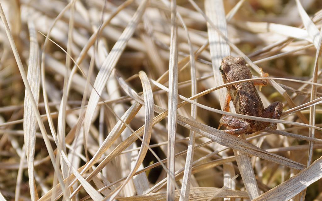 Common Frog (UK2014)