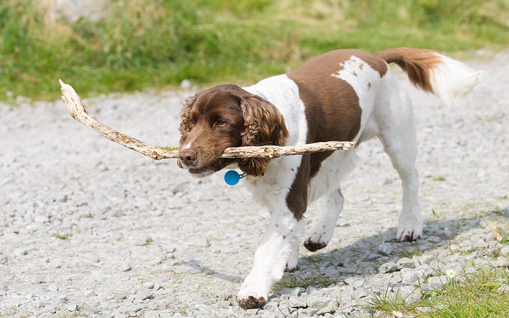 Dogs (UK2014)-01
