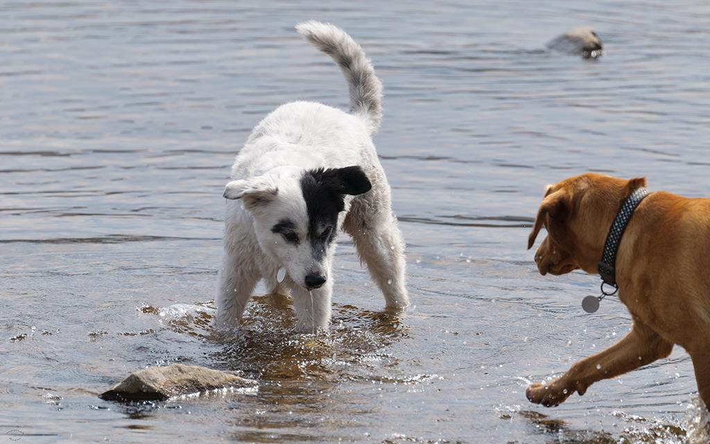 Dogs (UK2014)-02