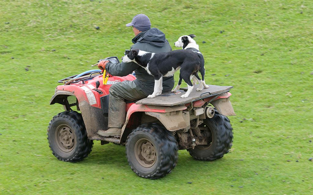 Dogs (UK2014)-03