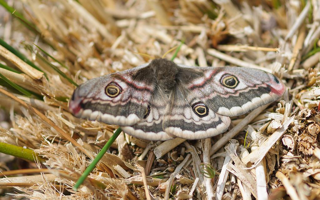 Emperor Moth (UK2014)