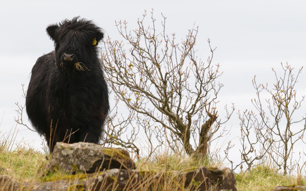 Highland Cow (UK2014)-01