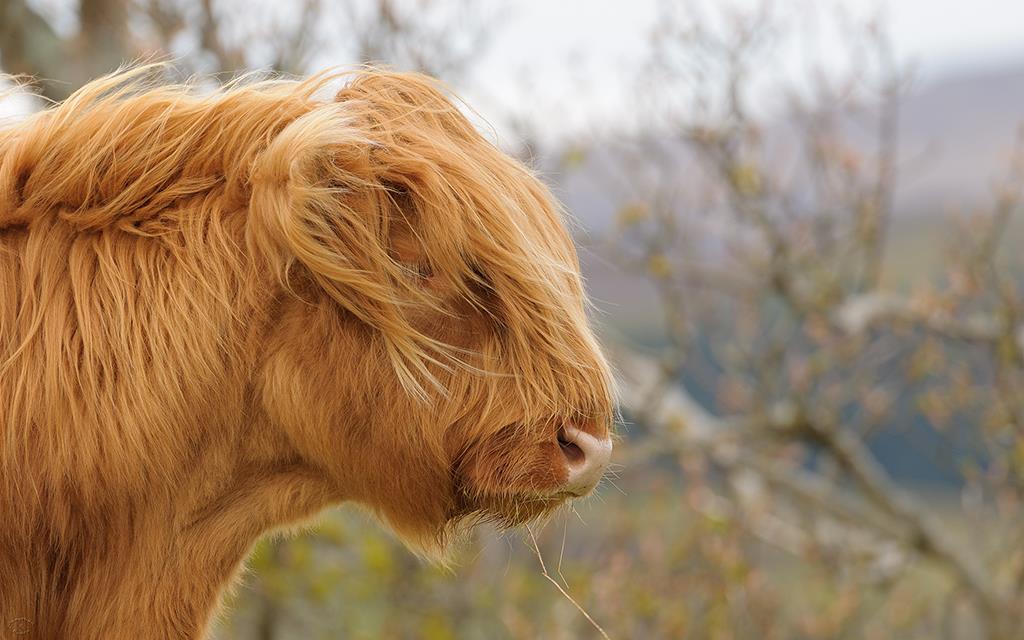 Highland Cow (UK2014)-02