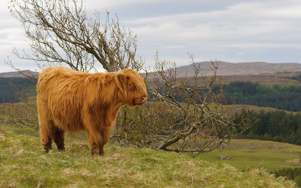 Highland Cow (UK2014)-03