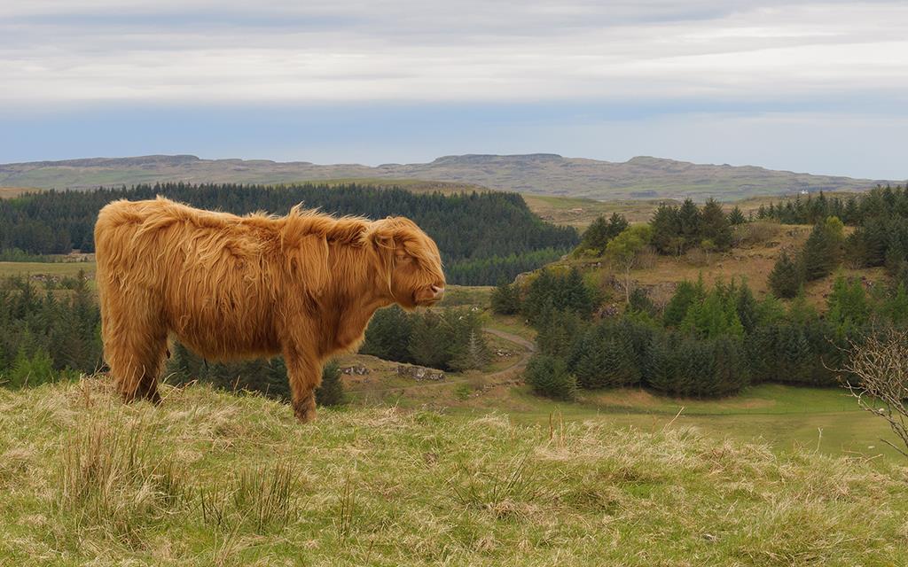 Highland Cow (UK2014)-04