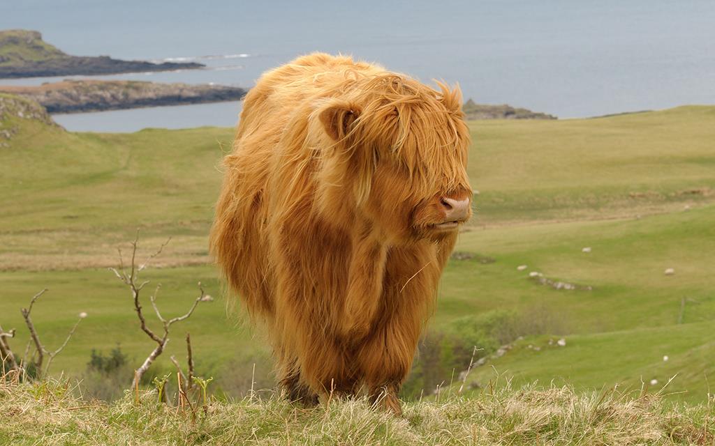 Highland Cow (UK2014)-05