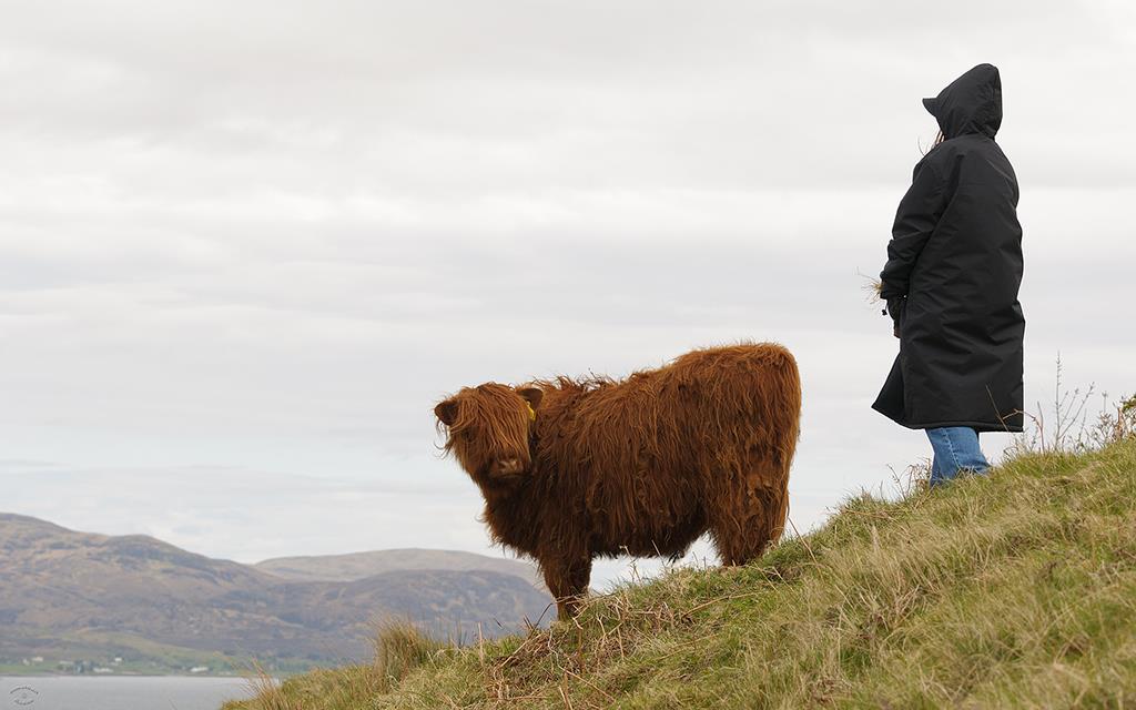 Highland Cow (UK2014)-06