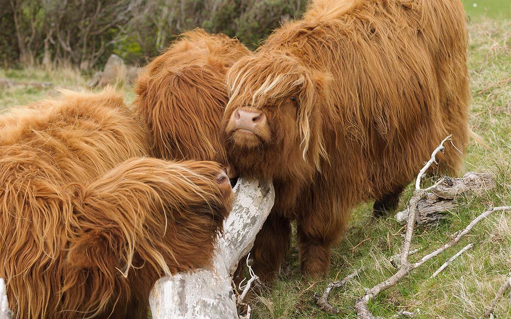 Highland Cow (UK2014)-07
