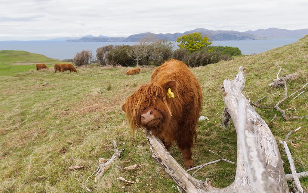 Highland Cow (UK2014)-09