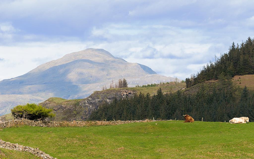 Highland Cow (UK2014)-10