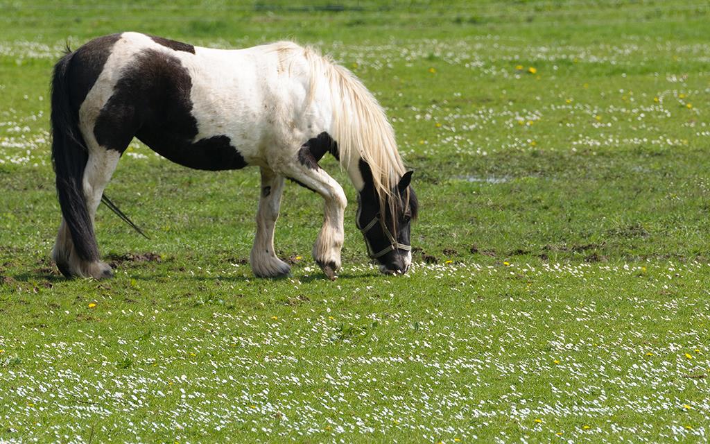 Horse (UK2014)