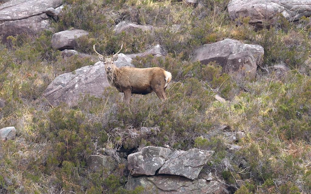Red Deer (UK2014)-01